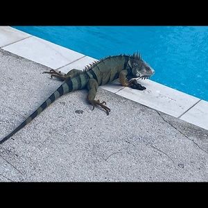 Meet your Posher, Eliut